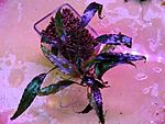 Schismatoglottis roseospatha