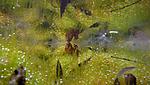 meadow, Brayiliv