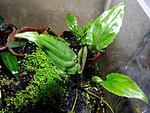 Cryptocoryne ferruginea var. ferruginea, Bau, Sarawak, Borneo