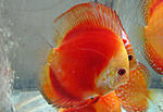 IMG 6158