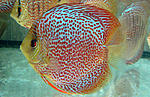IMG 6242