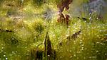 meadow, Brayiliv