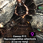 Phormingochilus arboricola FM L12
