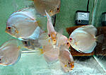 IMG 6521