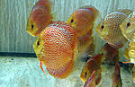 IMG 6406