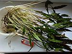Cryptocoryne ×willisii Reitz