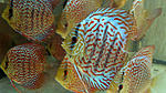 IMG 6423