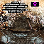 Hysterocrates gigas FM L12