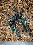 Psalmopoeus irminia ♀️ L-8