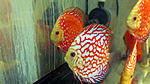 IMG 6382