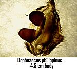 Tue Sep 21 13 58 28 O. philippinus