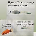   (Hyphessobrycon elachys)   
  (Aplocheilichtys Normani /Lampeyes fish)   