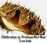 Wed Sep 22 12 17 36 C. sp. Prachuap Khiri Khan