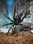 Psalmopoeus Irminia ♀️ L-9