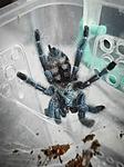 Caribena (Avicularia) versicolor L-5