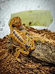 Tityus stigmurus L-3