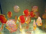 IMG 6731