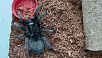 Pulchra 8l