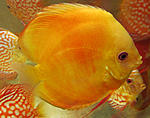IMG 6750