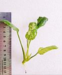 Anubias Marble