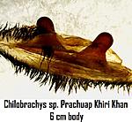 Wed Sep 22 12 24 11 C. sp. Prachuap Khiri Khan