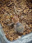 Grammostola aureostriata
