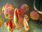 IMG 6737