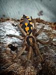 Hapalopus sp. Columbia gross ♀️L-7