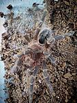 Grammostola aureostriata