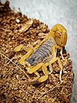 Tityus serrulatus L-3