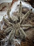 Psalmopoeus Cambridge ♂️