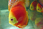 IMG 6746