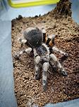 Nhandu coloratovillosus ♀️