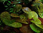    (Nymphaea sp Dwarf, Santarem)