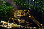 Astacus leptodactylus 
narrow-clawed crayfish 
 