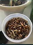 IMG 6981