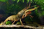 Astacus leptodactylus 
narrow-clawed crayfish 
 