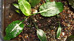 Cryptocoryne Nurii "Platinum"