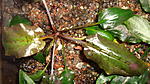 Cryptocoryne Jacobseni Panti Pink