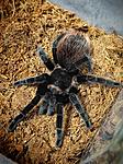 Brachypelma vagans ♀️L-8