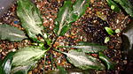Cryptocoryne Nurii "Platinum"