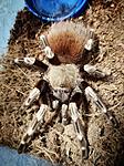 Nhandu Chromatus ♀️