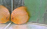 IMG 7611