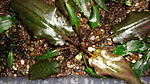 Cryptocoryne Jacobseni Panti Pink