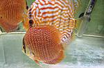 IMG 7588