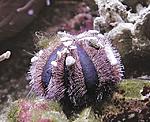 mespilia globulus
