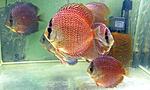 IMG 7745