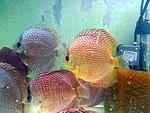 IMG 7748