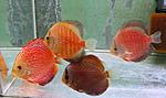 IMG 7981