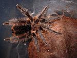 Brachypelma albopilosa